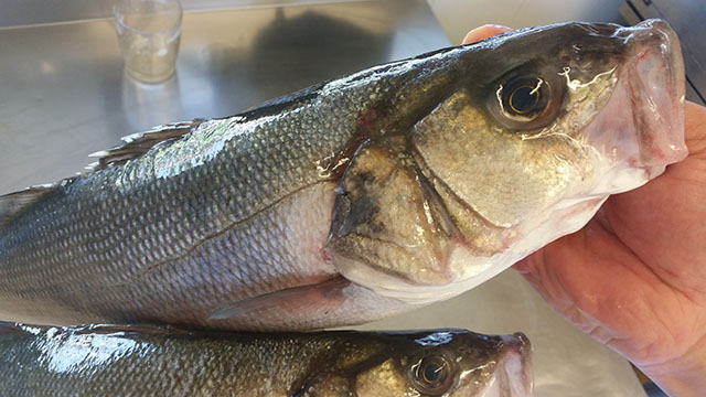 blackbass ristorante