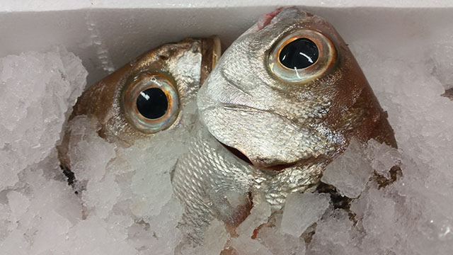 blackbass ristorante